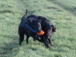Daantje heeft de bal!